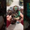 Christmas slu*ty brownies 🎄🍫 #christmasbrownies #brownies #christmas #shorts #baking #baking #yum