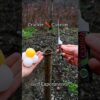 Make Cannon Crackers Trick #experiment #firecrackers #fireworks #crackers #lifehack