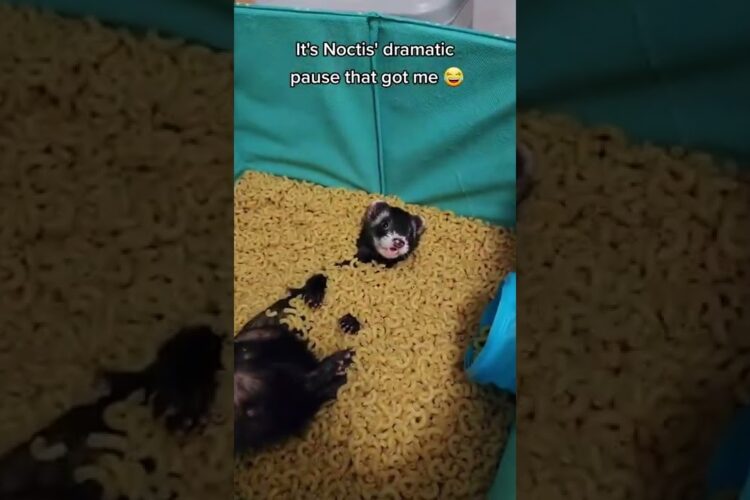 Goose in the Macaroni