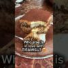 Is This the Craziest Chocolate Cake in Dubai?! 🍫🔥 #shorts #dubai #chocolate #tiramisu
