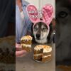 How To Make Carrot Cake For Dogs! #shorts