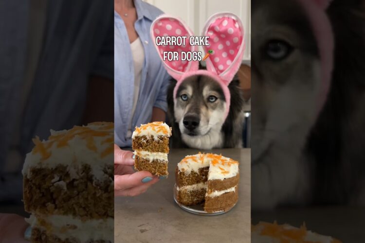 How To Make Carrot Cake For Dogs! #shorts